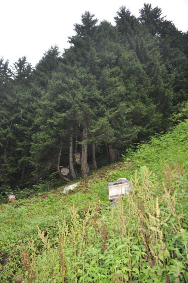 Lorant Dag Evleri Hotel Çamlıhemşin Buitenkant foto